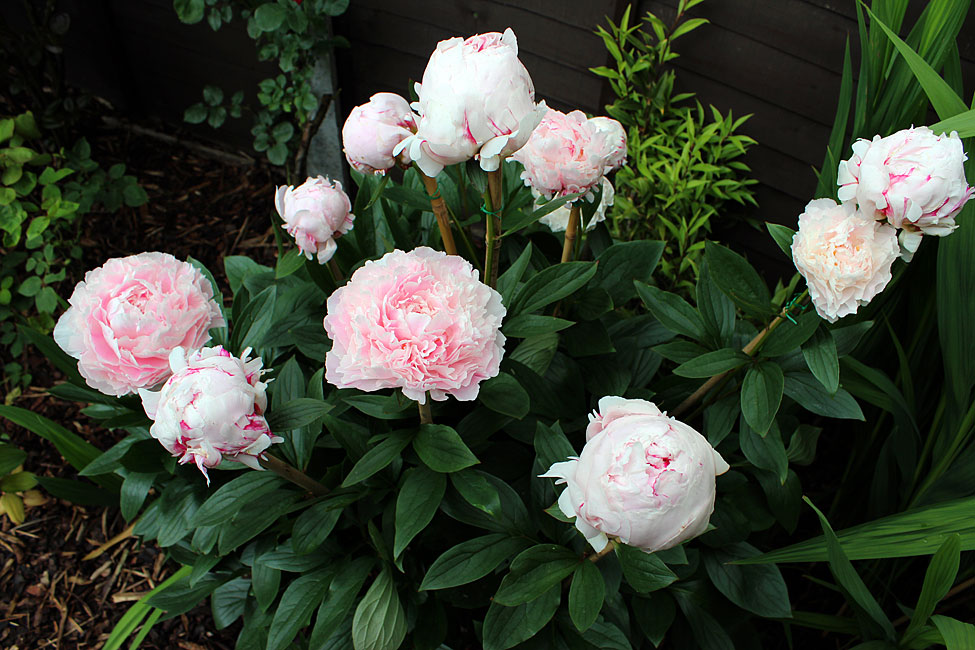 Paeony cheap